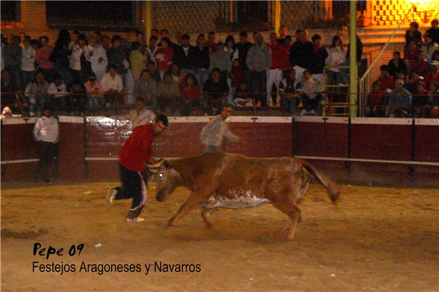 Cadreita (Navarra) 18-07-2009 noche Ganaderia de Enrique Dominguez (Funes, Navarra) 3741515635_0550afaf1b_o