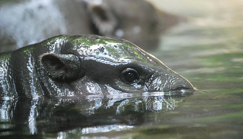 Baby Hippo