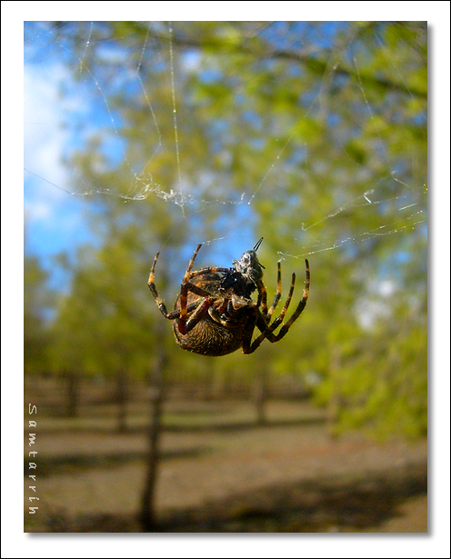 Spider 3938676795_6e8dd70345_o