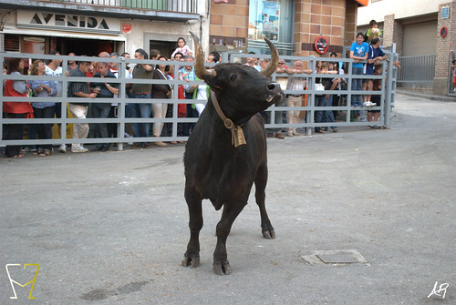 Magallón (Zaragoza) 9.8.2009 Ganadería Merino Gil - Garde (Marcilla, Navarra) 3807219791_927c9fc035