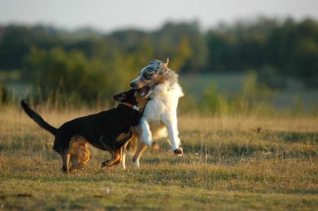 Les 2 Bergers en Dordogne 3968796655_d79c9b65a1_o