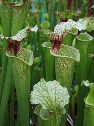 Sarracenia et dionaea pour une fois... 5747487354_496646e65f