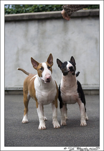 Coco & Tayson 3647023444_78065acb98