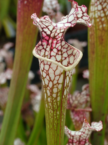 S. leucophylla -- red stripe with the throat (SL61 Cédric) 3698087083_9113862173