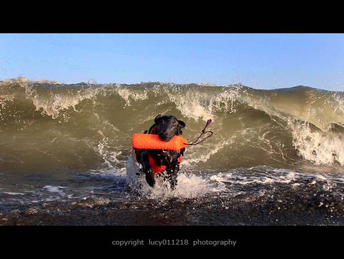 Gladkodlaki prinašalec [Flat coated retriever] - Page 2 3894465139_236091fab9