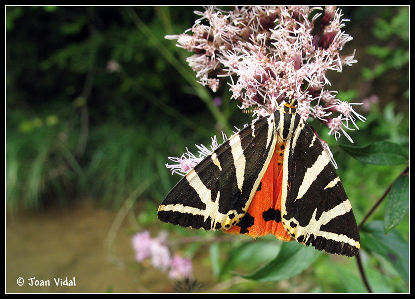 MARIPOSAS PARA ALEGRAR LA VISTA..... 3566103279_bf5a9b96f4_o