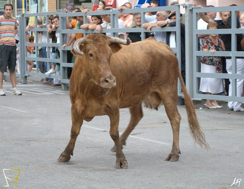 Magallón (Zaragoza) 9.8.2009 Ganadería Merino Gil - Garde (Marcilla, Navarra) 3807178255_cfd638e036