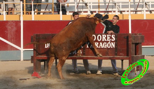 Villamayor (Zaragoza)   9-9-2009 Ganaderia Hnos Murillo (Tauste) 3920315232_39ea361163