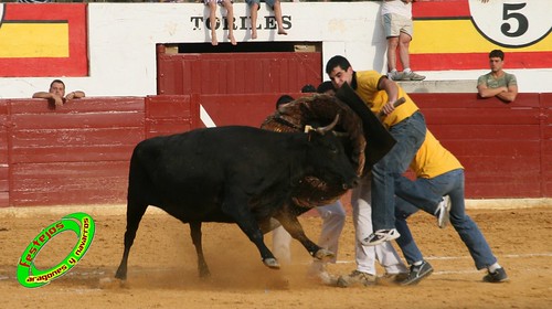 Concurso de roscaderos Ejea de los Caballeros (Zaragoza) 27-06-2009 ganaderia Pedro Dominguez (Funes, Navarra) 3680485651_b02d107176