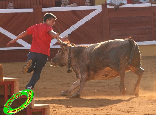 Tudela (Navarra) 26-07-2009 Ganaderia Ustarroz (Arguerdas, Navarra) 3766389350_3d84ebb2fe