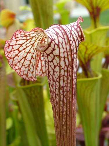 Sarracenia le retour... 3698859708_0580b35179