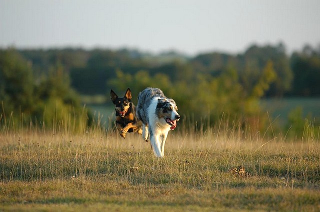 Les 2 Bergers en Dordogne 3969567232_29a2033696_o