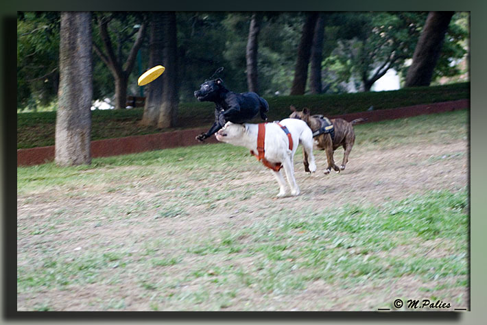 apprendre le frisbee - Page 2 3798571475_70dae9832e_o