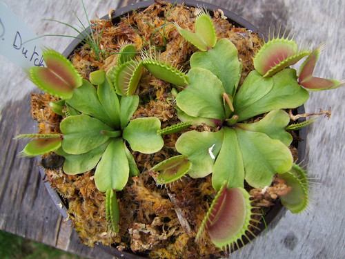 Sarracenia et dionaea pour une fois... 5746792553_deec7792ed