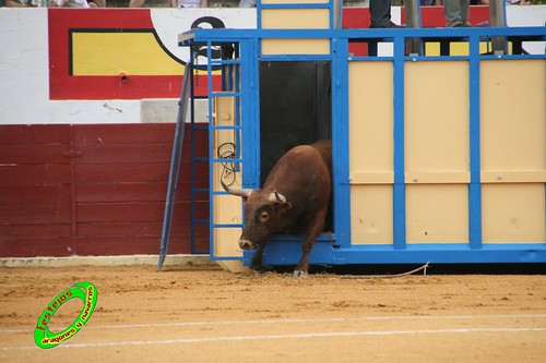 Ejea de los Caballeros (Zaragoza) Desencajonada de los toros del concurso ganaderia Alfredo Iñiguez 3678201458_de8c6ce0f0