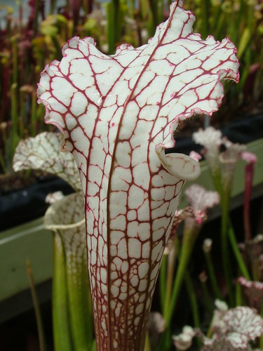 Sarracenia le retour... 3698808492_c31bda09e8