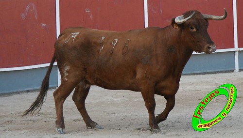 Borja (Zaragoza) desafio de ganaderias Murillo Conde (Tauste, Zaragoza) y Jose Arriazu e hijos (Ablitas, Navarra) 3965213413_9c5cfbf1cb