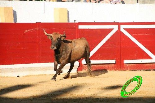 Peralta (Navarra) Concurso de recortadores 20-06-2009 Ganaderia Enrique Merino Gil y Manuel Merino Garde 3651295145_9e68bae89d