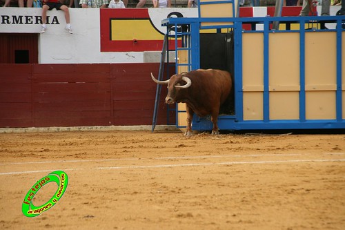 Ejea de los Caballeros (Zaragoza) Desencajonada de los toros del concurso ganaderia Alfredo Iñiguez 3678207356_dd6d6bb432