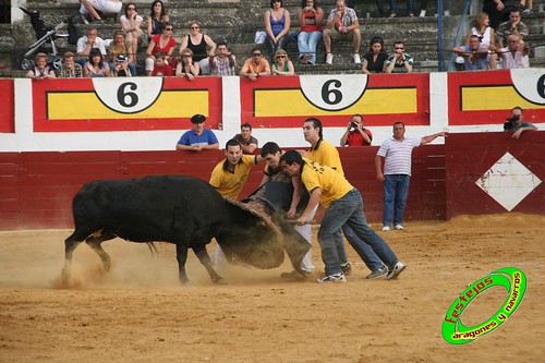 Concurso de roscaderos Ejea de los Caballeros (Zaragoza) 27-06-2009 ganaderia Pedro Dominguez (Funes, Navarra) 3680497577_f4ea2d7872