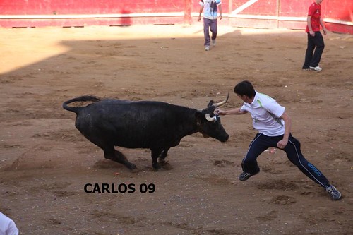 CORTES (NAVARRA) 27-09-09 GANADERIA USTARROZ de ARGUEDAS 3965333369_8527f2705e