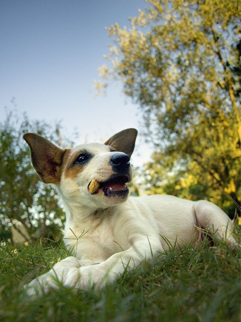 Jack Russel 3920856362_94f38e2417_b