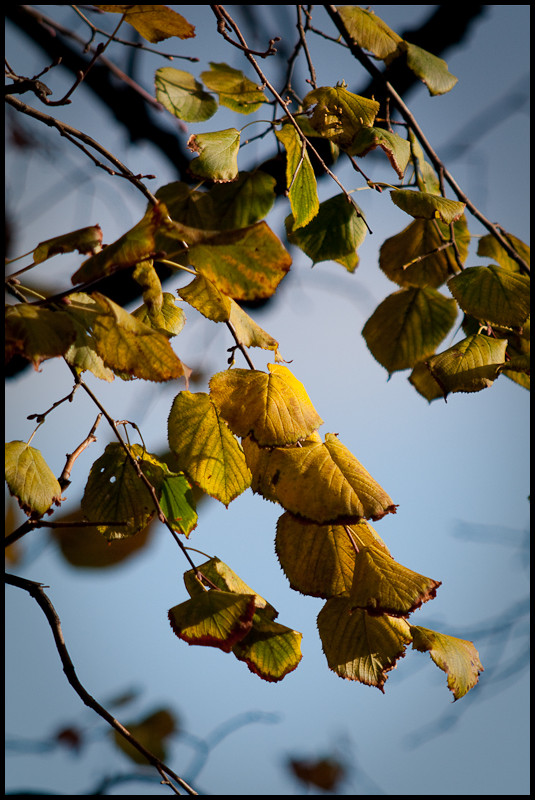 Feuille jaune - essai Pentax FA* 600mm f4 4043305767_12082411fb_o