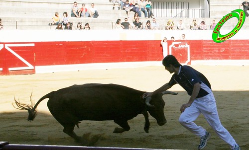 Peralta (Navarra) Concurso de recortadores 20-06-2009 Ganaderia Enrique Merino Gil y Manuel Merino Garde 3651276805_64ff8c31e0