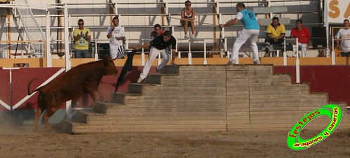 Villamayor (Zaragoza)   9-9-2009 Ganaderia Hnos Murillo (Tauste) 3920317006_3a5c2621d9