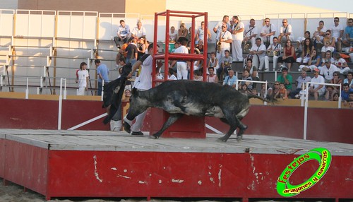 Villamayor (Zaragoza)   9-9-2009 Ganaderia Hnos Murillo (Tauste) 3920369707_1b609a0d8a