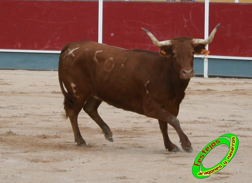 Borja (Zaragoza) 19-09-2009 Concurso de recortadores con anillas, ganaderia Hnos Ozcoz (Fuente de Ebro, Zaragoza) 3943488677_db10292b62