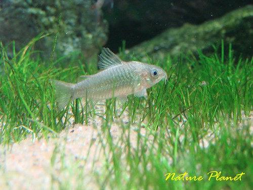 Fotografias de corydoras - Fotogaleria 3644332783_4ca227022a