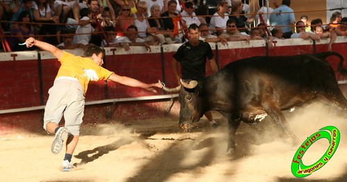 Cadreita (Navarra) 22-07-2009 Ganaderia el "Pincha" Lodosa (Navarra) 3761964962_553fe74ef7