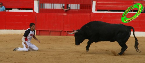 Concurso de cortes en Alfaro (La Rioja) 5-09-2009 toros de Toropasion 3905801431_5af683ce16