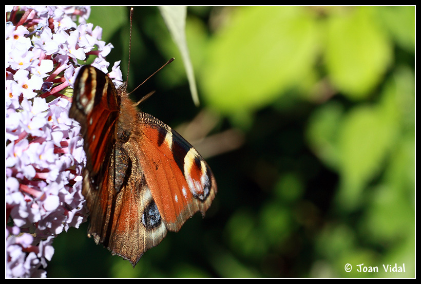 MARIPOSAS PARA ALEGRAR LA VISTA..... 3663408448_6a6949bac1_o