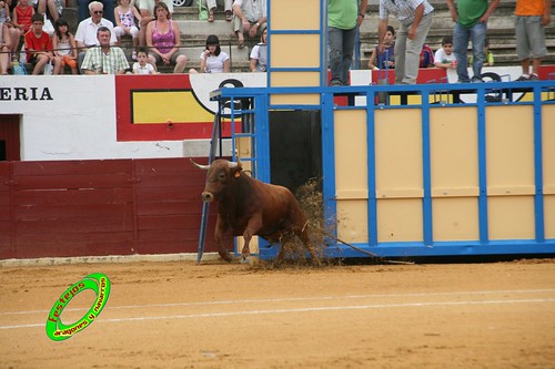 Ejea de los Caballeros (Zaragoza) Desencajonada de los toros del concurso ganaderia Alfredo Iñiguez 3678214774_c27cf3aba0