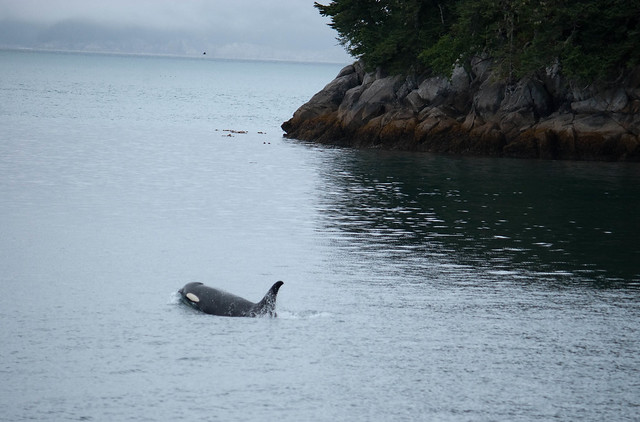 El paraíso perdido de Kenai, en Alaska 3924373621_9974c450bc_z