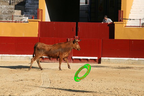 Alagon (Zaragoza) Desencajonada y vacas encintadas Ganaderia de Jose Luis Cuartero (Pradilla de Ebro) 11-6-2009 3628744268_20a36f5d40