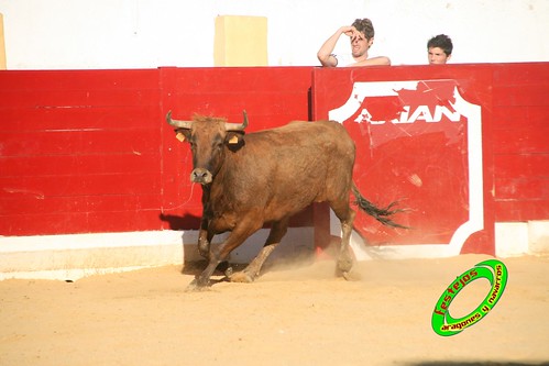 Peralta (Navarra) Concurso de recortadores 20-06-2009 Ganaderia Enrique Merino Gil y Manuel Merino Garde 3652097144_e25f150701