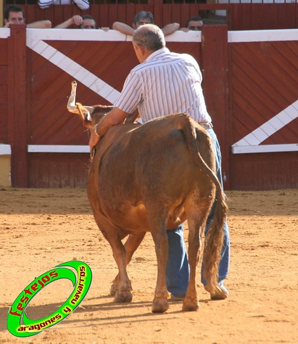 Tudela (Navarra) 26-07-2009 Ganaderia Ustarroz (Arguerdas, Navarra) 3765624667_1b1371f09f