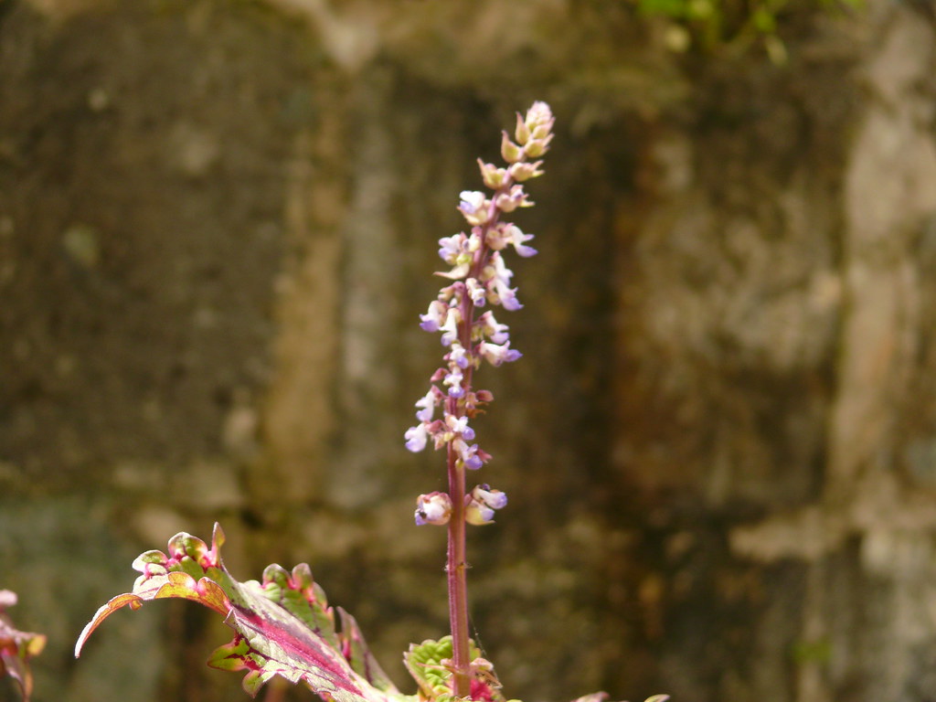 Essai macro de fleurs 3753918435_19c84e4f12_b