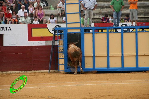 Ejea de los Caballeros (Zaragoza) Desencajonada de los toros del concurso ganaderia Alfredo Iñiguez 3678210216_bd1bbec6d1