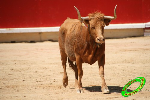 Concurso de recortadores de Pamplona con ganaderias de casta navarra 3724583318_ae9a7d8d59