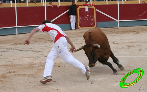 Borja (Zaragoza) 19-09-2009 Concurso de recortadores con anillas, ganaderia Hnos Ozcoz (Fuente de Ebro, Zaragoza) 3944276162_698855504a