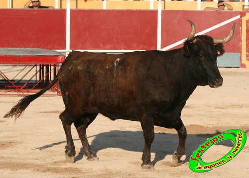 Borja (Zaragoza) desafio de ganaderias Murillo Conde (Tauste, Zaragoza) y Jose Arriazu e hijos (Ablitas, Navarra) 3965183815_9653794a3a