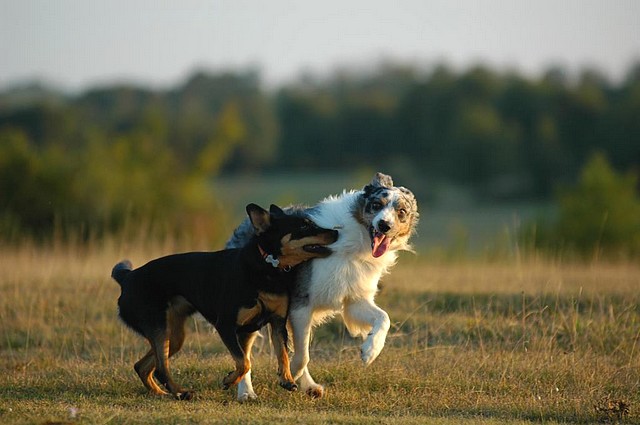 Les 2 Bergers en Dordogne 3969651050_aaf5700c67_o