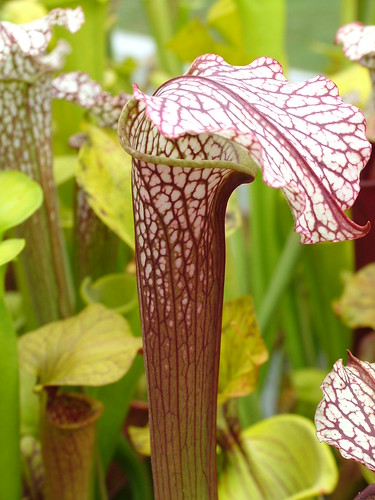 Sarracenia le retour... 3698037787_c96869836d