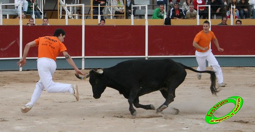 Borja (Zaragoza) 19-09-2009 Concurso de recortadores con anillas, ganaderia Hnos Ozcoz (Fuente de Ebro, Zaragoza) 3943497533_b17b9f78c5