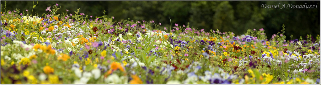 Panoramica Flores no Jardim Botânico