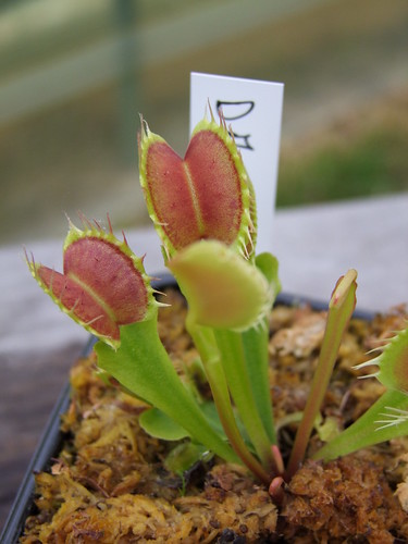 Sarracenia et dionaea pour une fois... 5747295196_e453754787